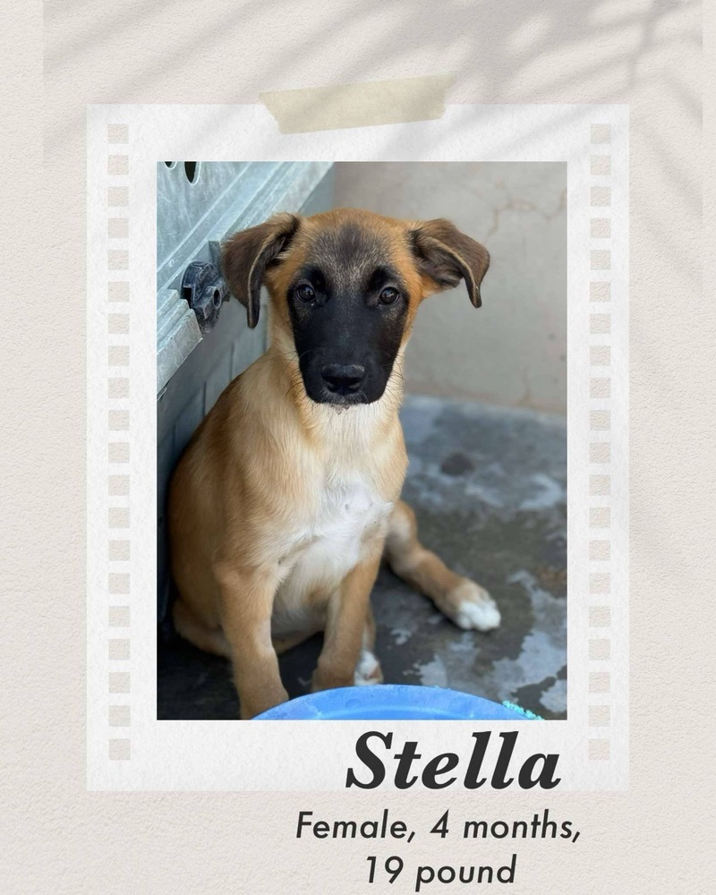 Stella