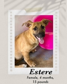 Estere