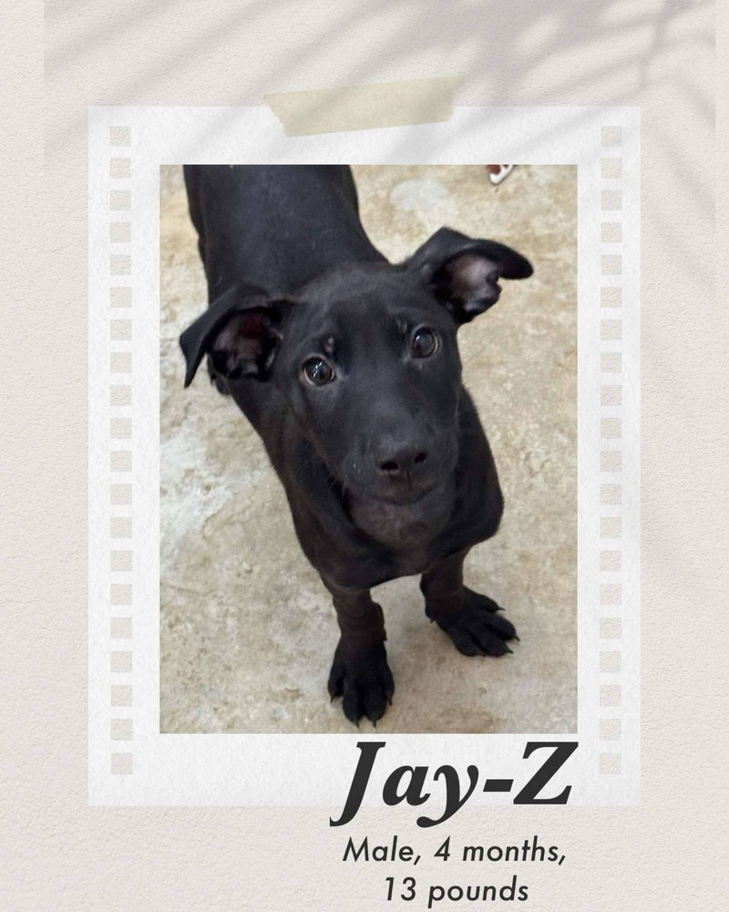 Jay-Z