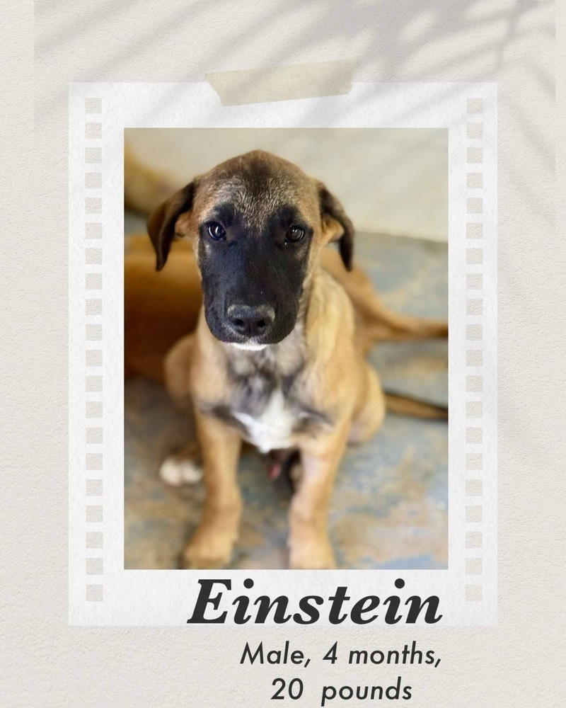 Einstein