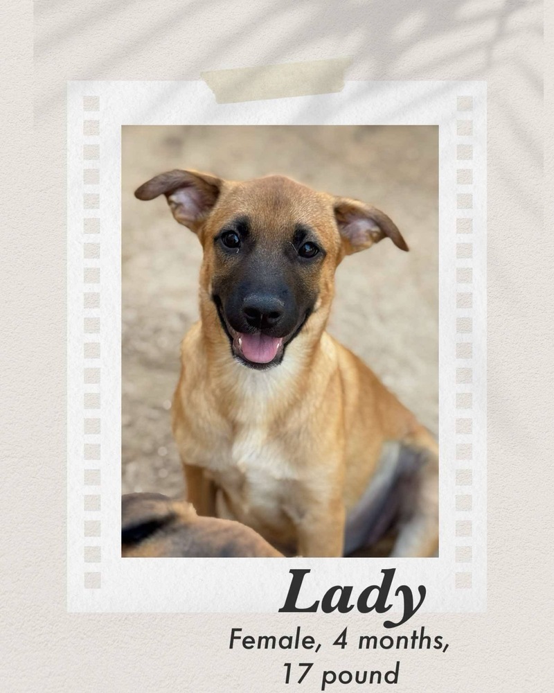 Lady
