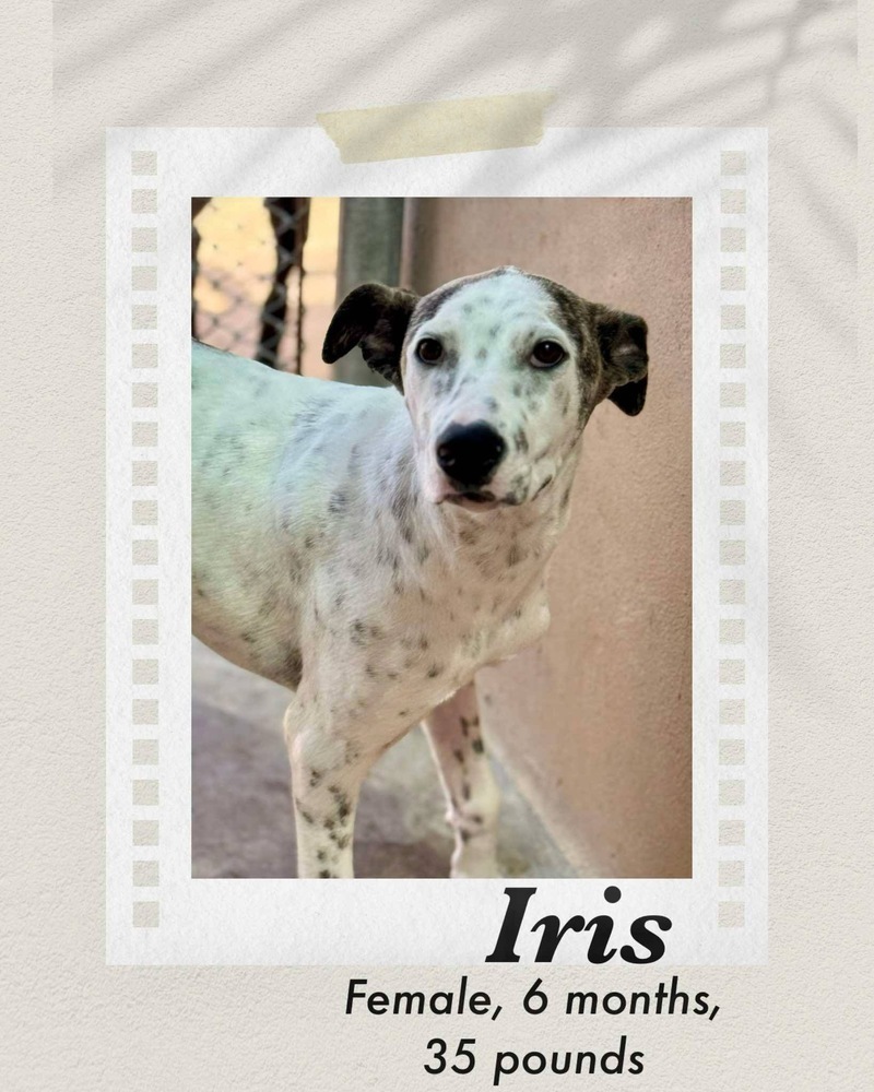 Iris