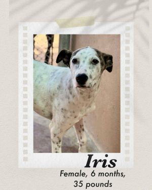Iris, Baby Female Dalmatian