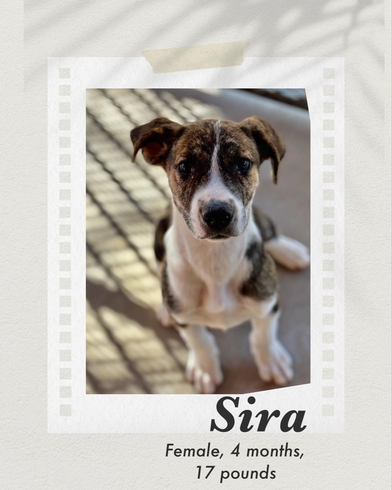 Sira