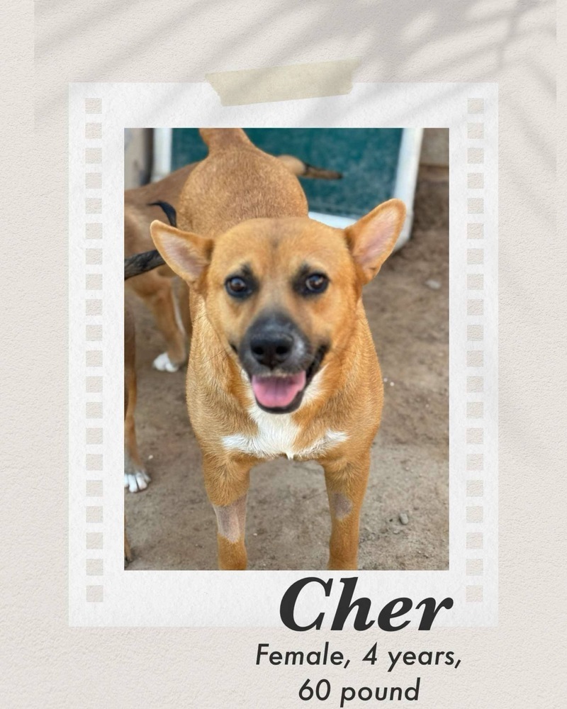 Cher