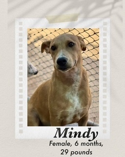 Mindy