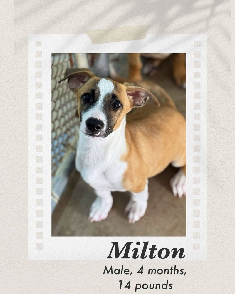 Milton