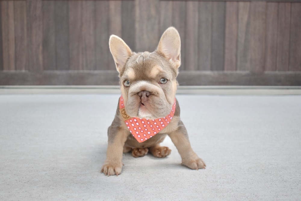 Minnow, an adoptable French Bulldog, Pekingese in Frisco, TX, 75033 | Photo Image 1