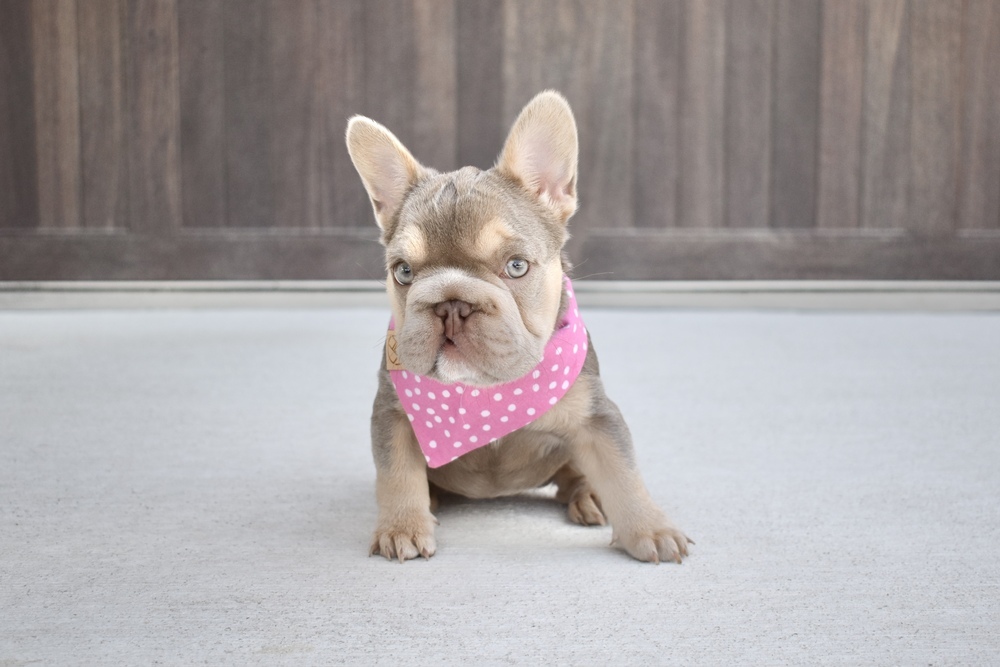 Minnow, an adoptable French Bulldog, Pekingese in Frisco, TX, 75033 | Photo Image 2