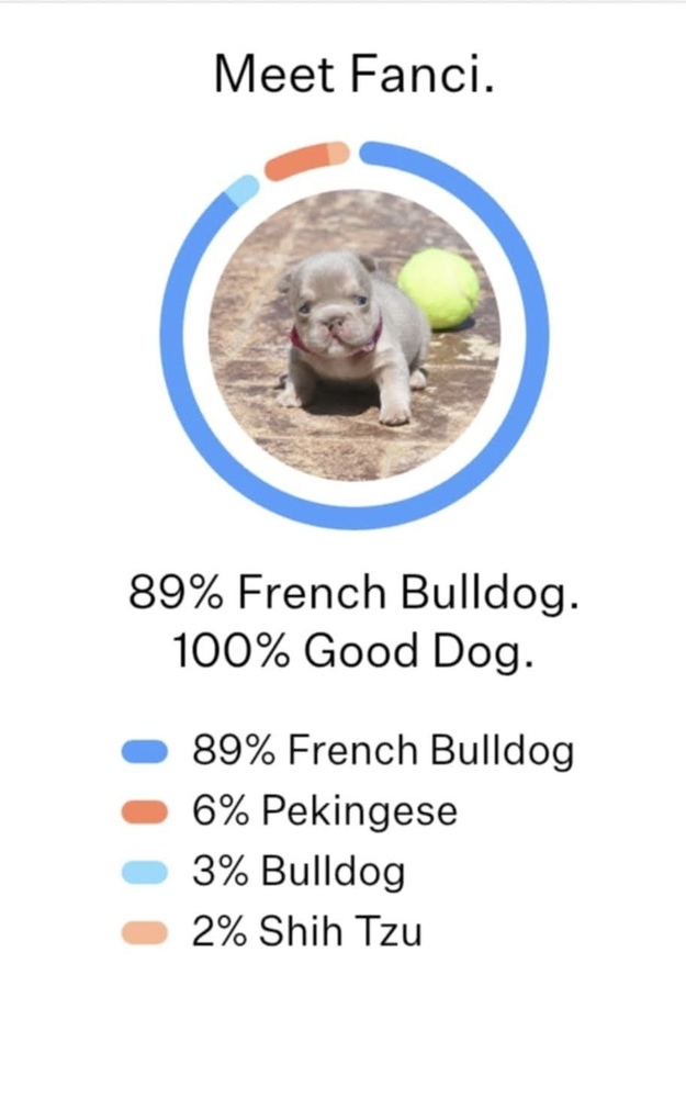 Minnow, an adoptable French Bulldog, Pekingese in Frisco, TX, 75033 | Photo Image 3