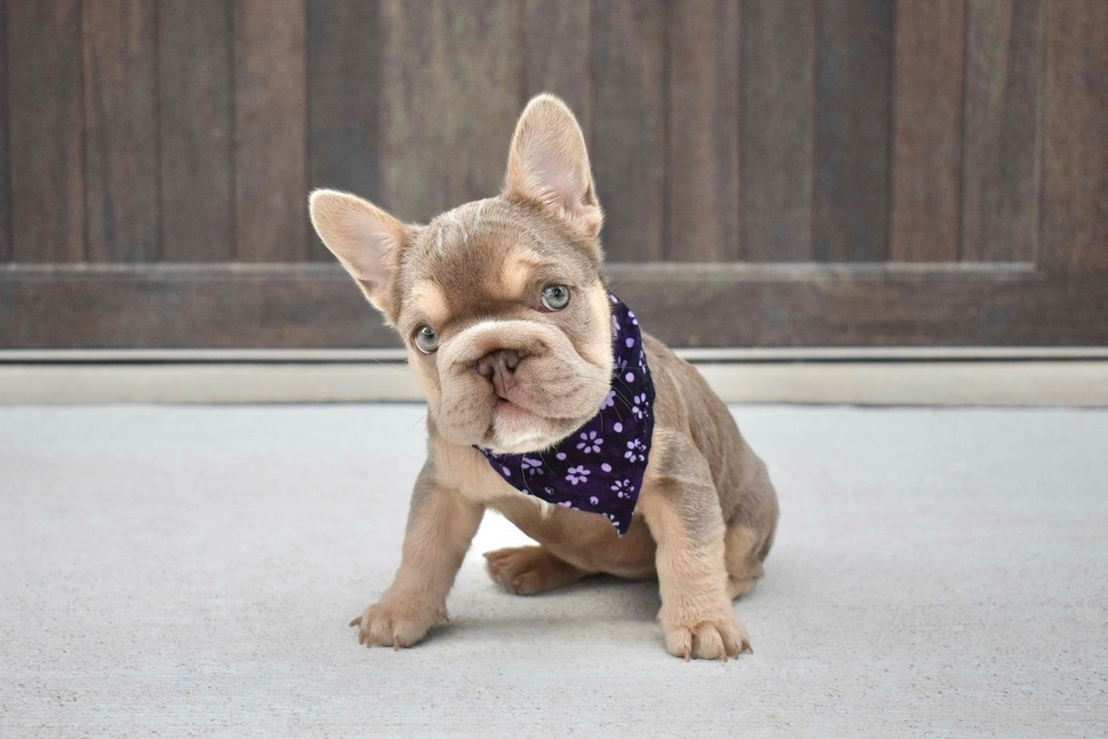 Minnow, an adoptable French Bulldog, Pekingese in Frisco, TX, 75033 | Photo Image 4