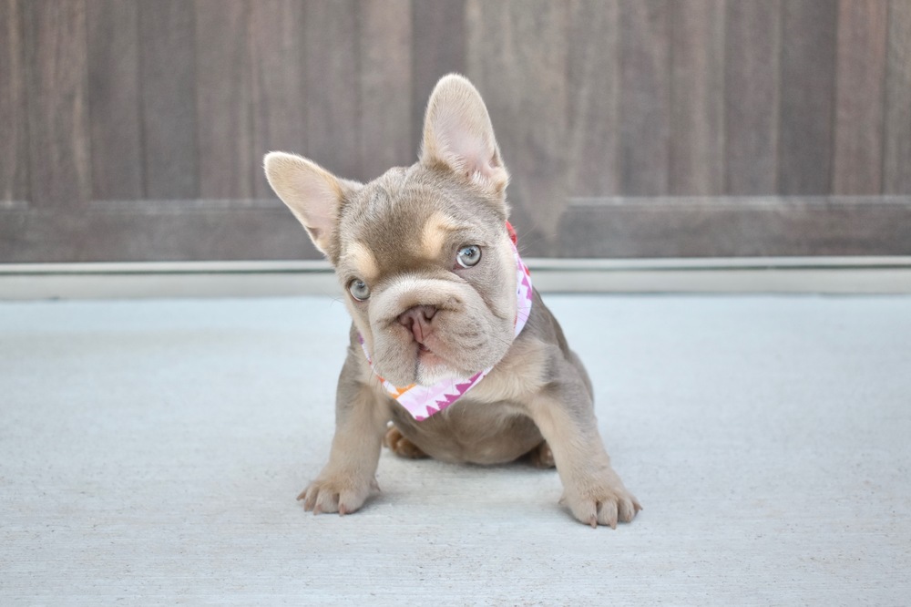 Minnow, an adoptable French Bulldog, Pekingese in Frisco, TX, 75033 | Photo Image 5