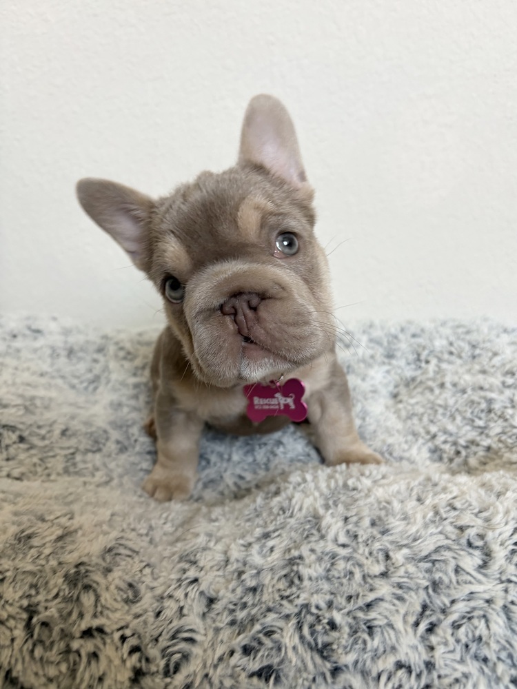 Minnow, an adoptable French Bulldog, Pekingese in Frisco, TX, 75033 | Photo Image 6