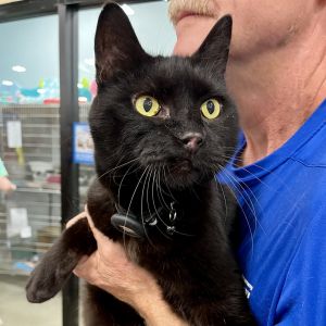 Indy is a quiet girl who has had a rough road to get here Indy and her two siblings were
