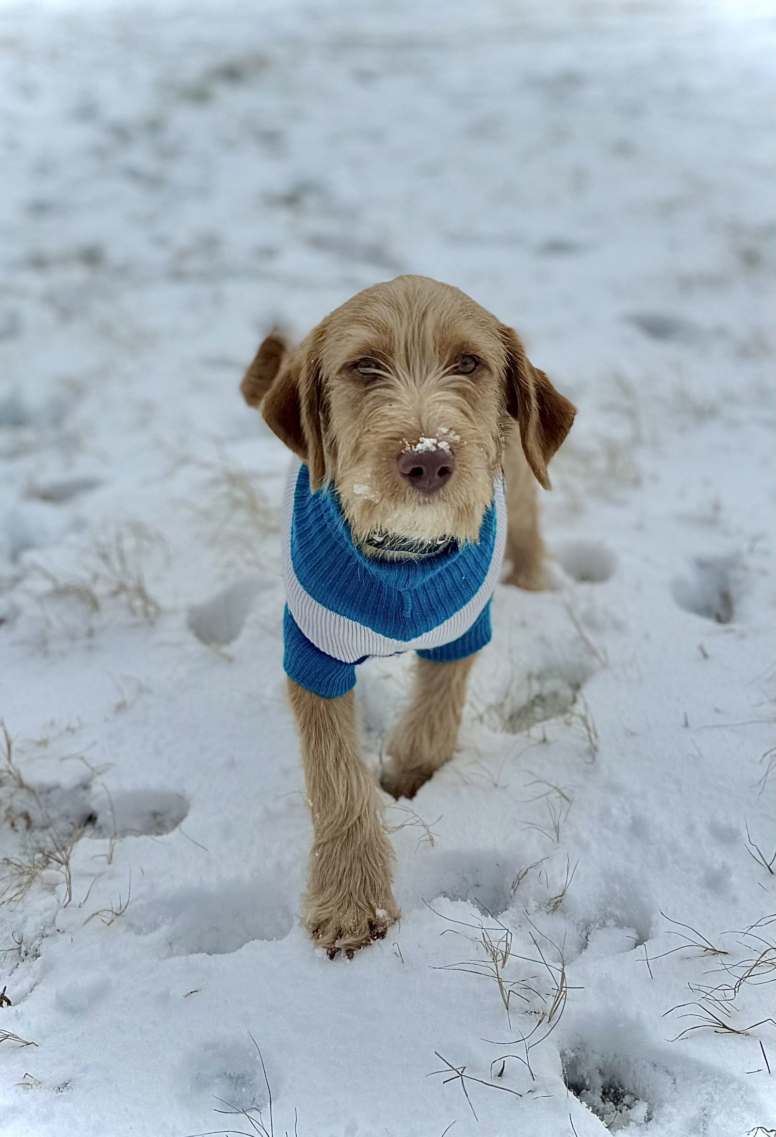 Elmer
