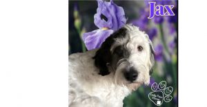 JAX