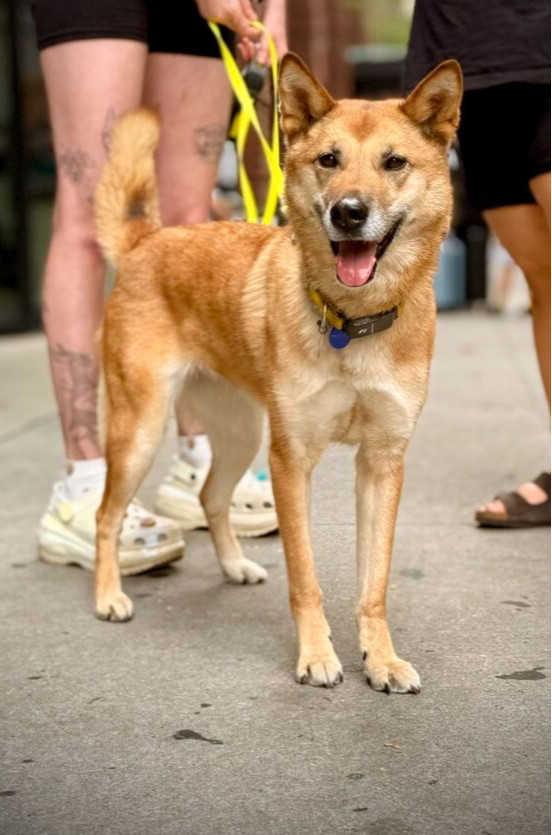 Hailey, an adoptable Jindo, Shepherd in Long Island City, NY, 11101 | Photo Image 1