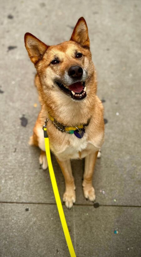 Hailey, an adoptable Jindo, Shepherd in Long Island City, NY, 11101 | Photo Image 2