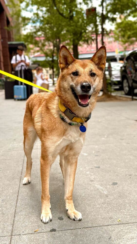 Hailey, an adoptable Jindo, Shepherd in Long Island City, NY, 11101 | Photo Image 3