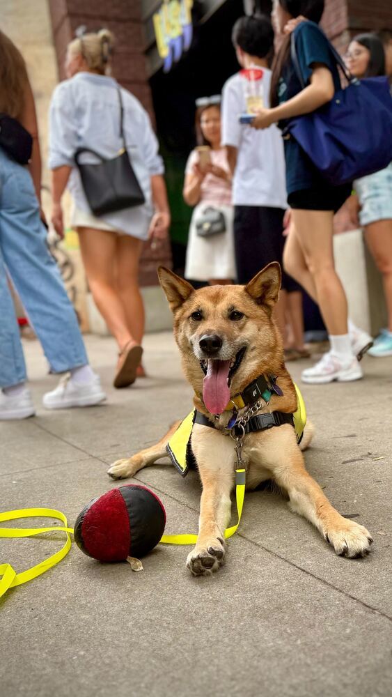 Hailey, an adoptable Jindo, Shepherd in Long Island City, NY, 11101 | Photo Image 4