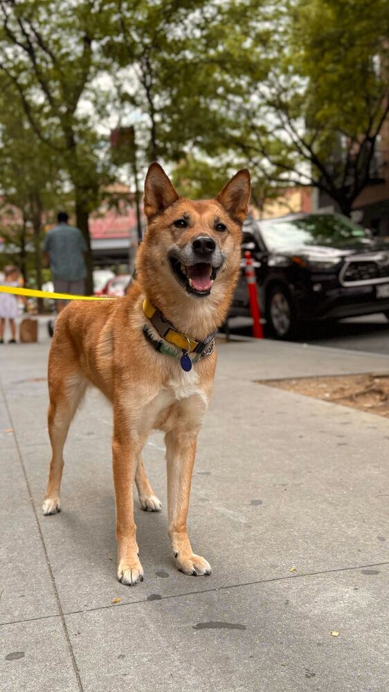 Hailey, an adoptable Jindo, Shepherd in Long Island City, NY, 11101 | Photo Image 5
