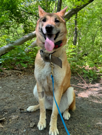 Hailey, an adoptable Jindo, Shepherd in Long Island City, NY, 11101 | Photo Image 6