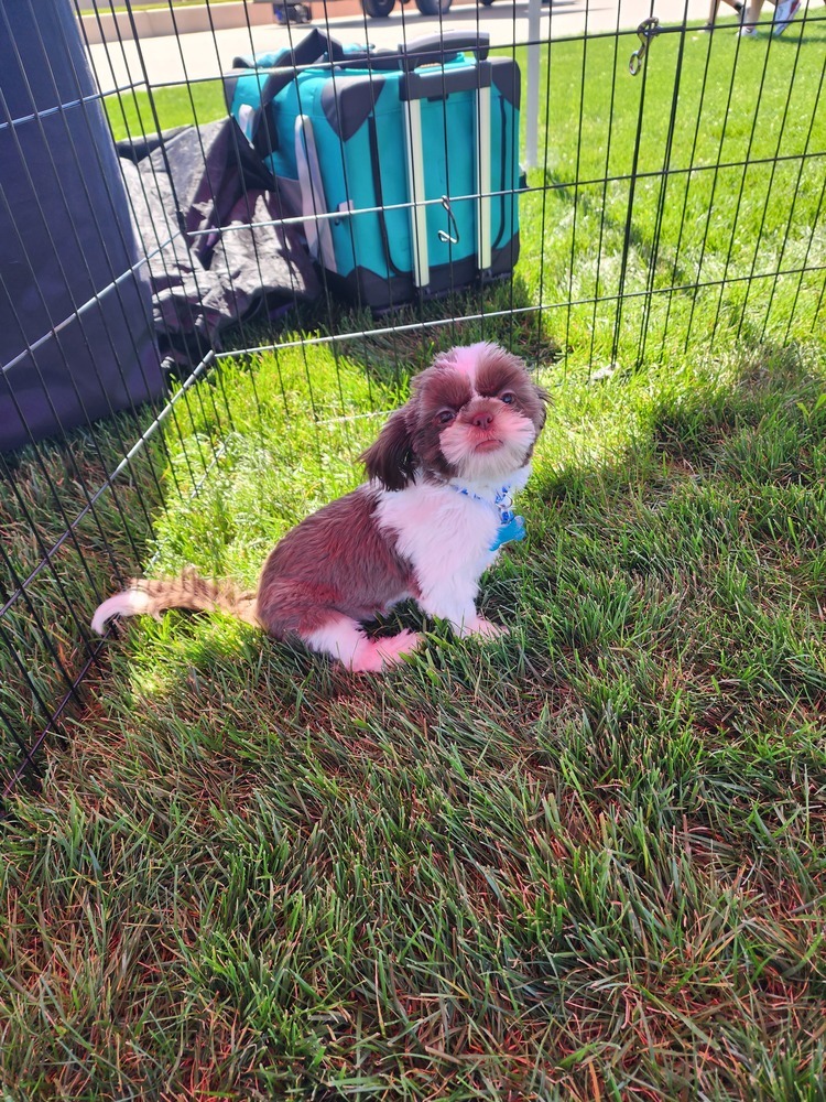 Shih tzu- Fig