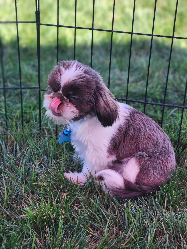 Shih tzu- Fig
