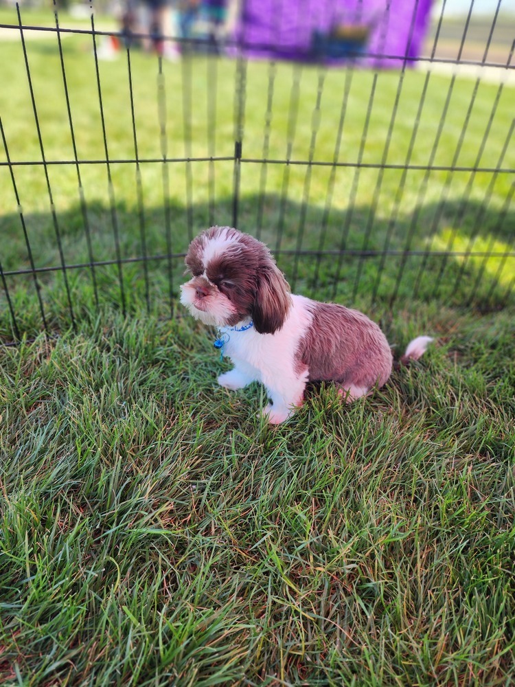 Shih tzu- Fig