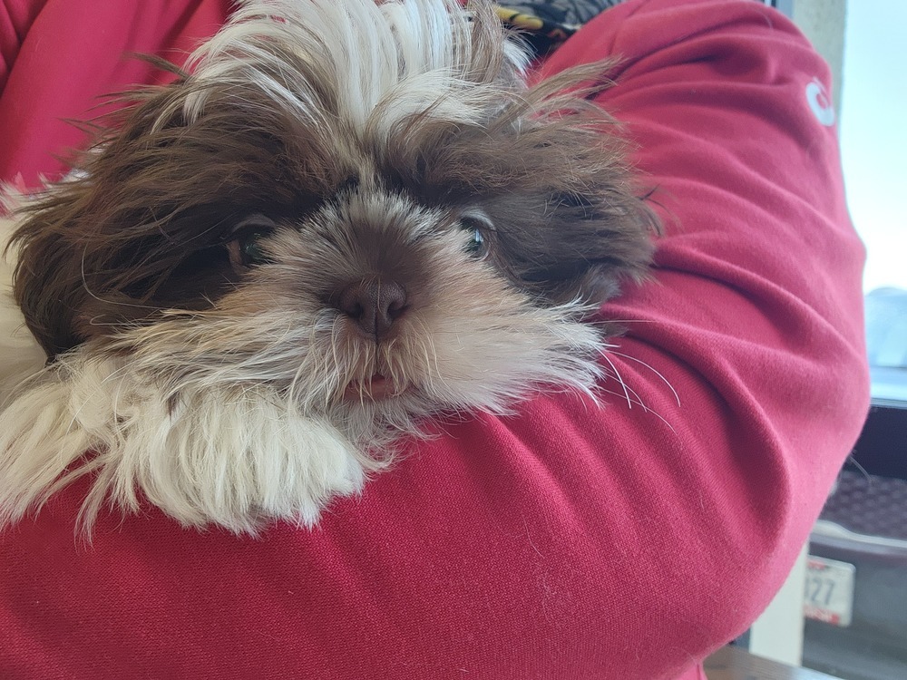 Shih tzu- Fig