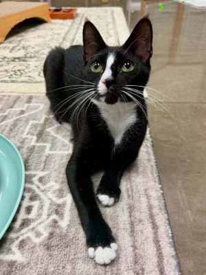 Posy, Baby Female Domestic Short Hair