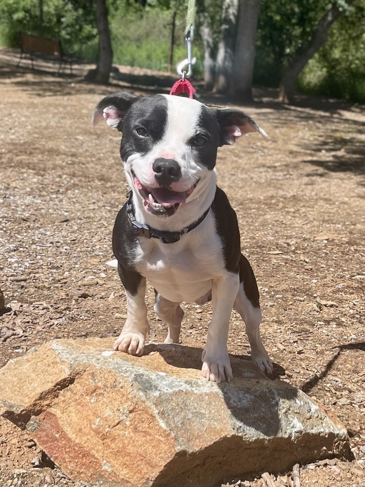 Bandit