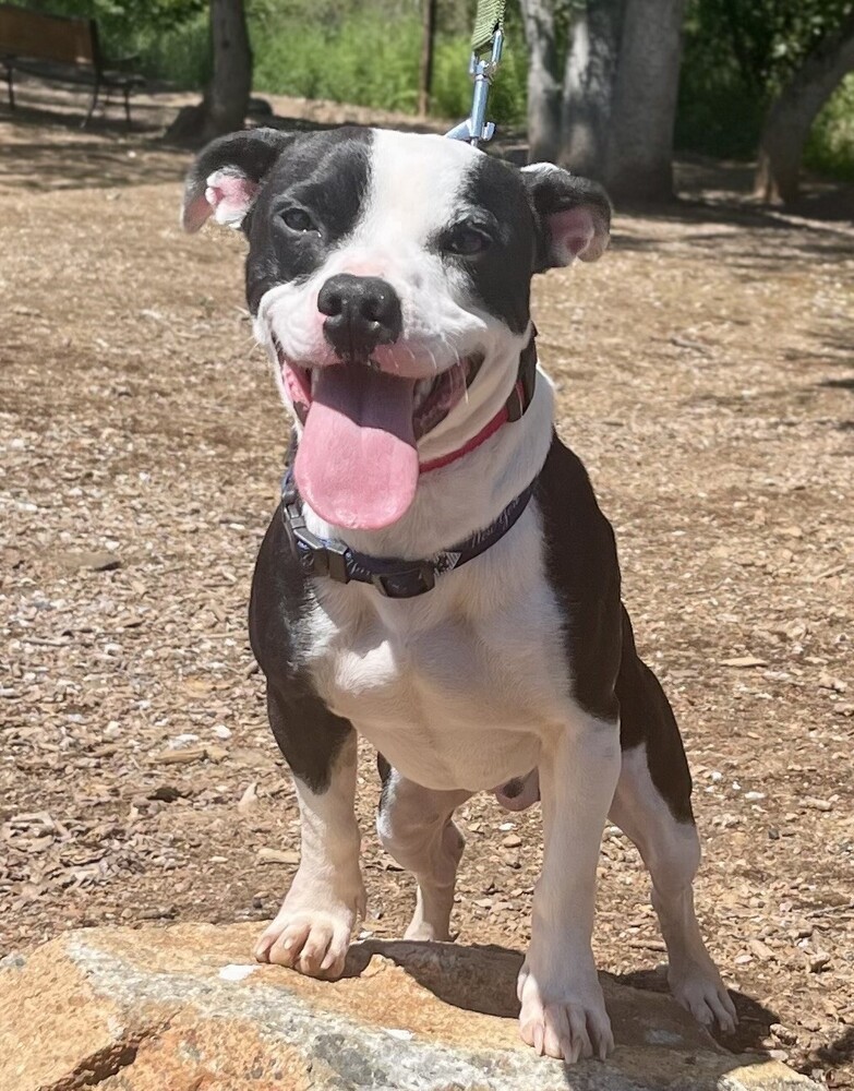 Bandit