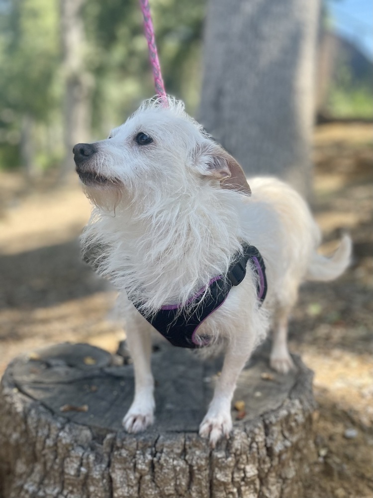 Gigi