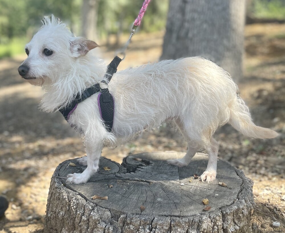 Gigi