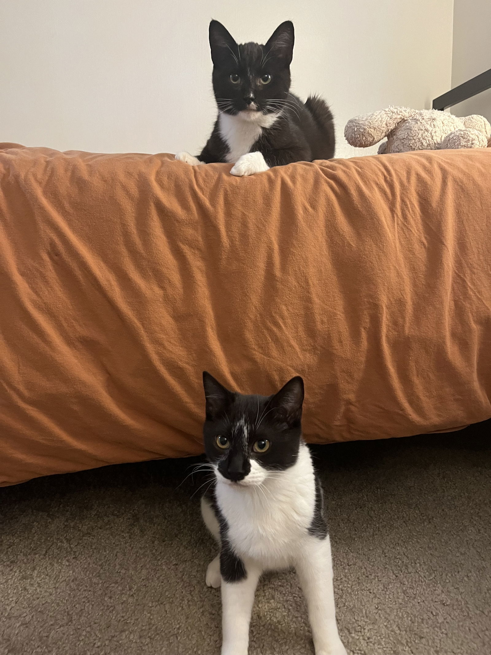 Mumble and Rumble