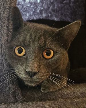 Lovey Grey, Adult Male Domestic Short Hair