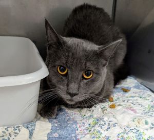 Spice Grey (TAS#25), Adult Male Domestic Short Hair