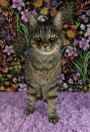 Puma, Senior Male Domestic Short Hair