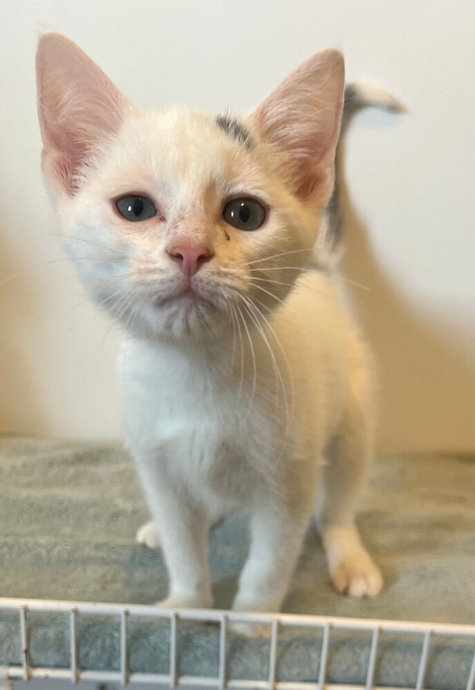 Sammy, an adoptable Domestic Short Hair in McPherson, KS, 67460 | Photo Image 1