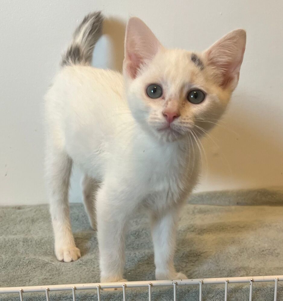 Sammy, an adoptable Domestic Short Hair in McPherson, KS, 67460 | Photo Image 2