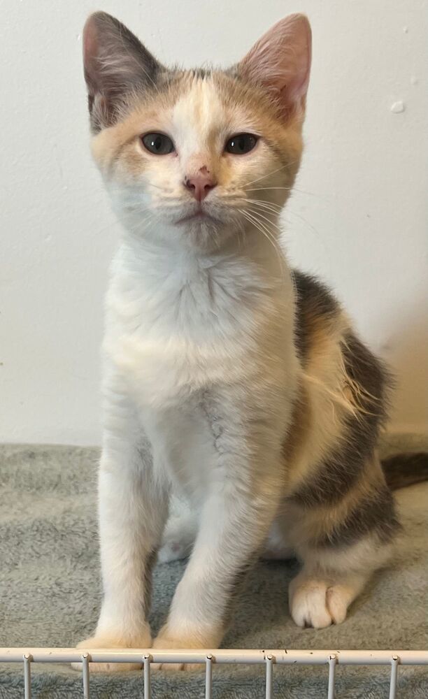 Lita, an adoptable Domestic Short Hair in McPherson, KS, 67460 | Photo Image 2