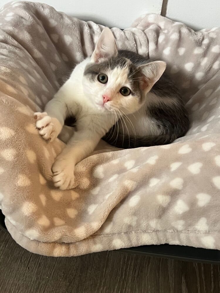 Gwen, an adoptable Domestic Short Hair in McPherson, KS, 67460 | Photo Image 2
