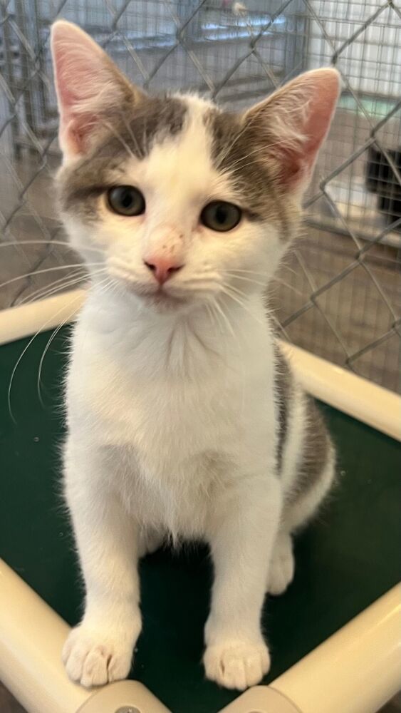 Gwen, an adoptable Domestic Short Hair in McPherson, KS, 67460 | Photo Image 3