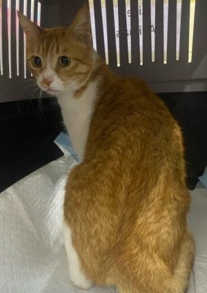 Jerry, Adult Male Domestic Short Hair