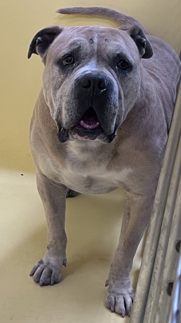 Julius