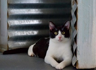 Moo, an adoptable Domestic Short Hair in Page, AZ, 86040 | Photo Image 1