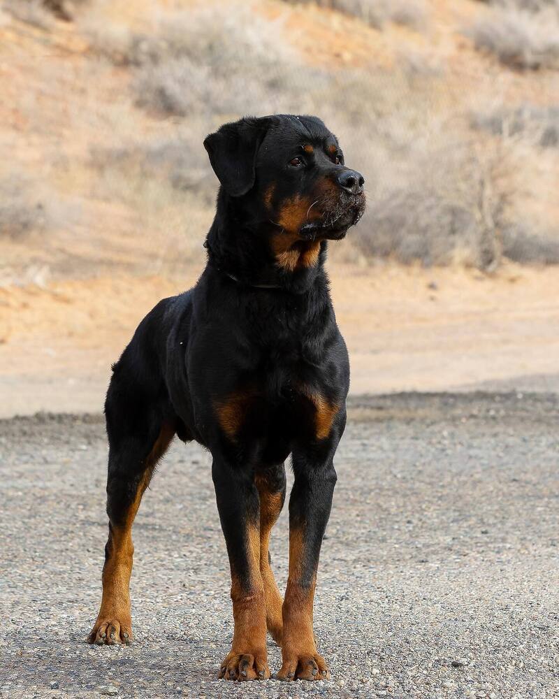 Auto, an adoptable Rottweiler in Page, AZ, 86040 | Photo Image 1