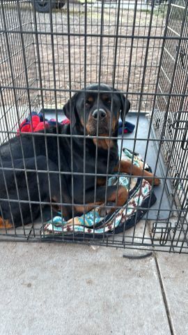 Auto, an adoptable Rottweiler in Page, AZ, 86040 | Photo Image 2