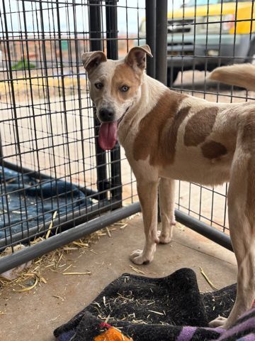 River, an adoptable Hound in Page, AZ, 86040 | Photo Image 1